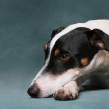 Воспаление суставов у собак: причины, лечение, профилактика Инфекционный артрит у собак симптомы лечение